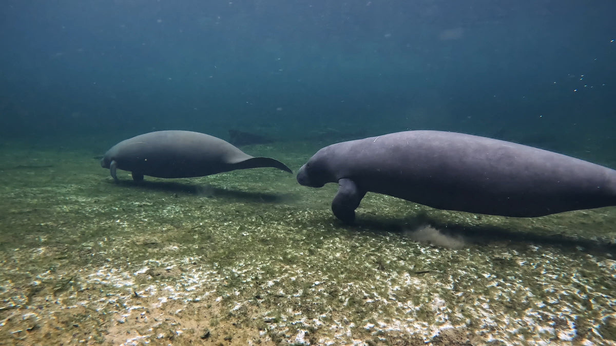 Two West Indian manatees grazing on the sandy floor of Blue Spring State Park, Florida