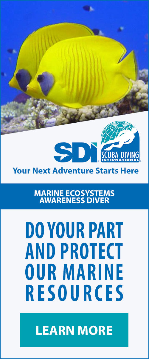 Marine Ecosystems Awareness Diver